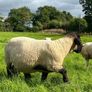 PB Suffolk ram Image 5