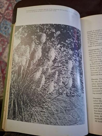 The Amateur Gardener