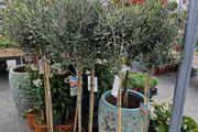 olive tree