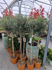 olive tree