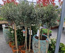 olive tree