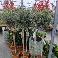 olive tree