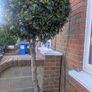 Bay Trees Image 3