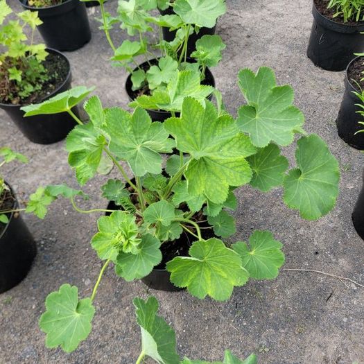 clearence of 50 flowering shrubs/plants.