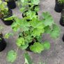 clearence of 50 flowering shrubs/plants. Image 9