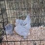 chickens Image 9