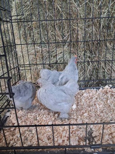 chickens