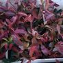 Red Robin Hedging Image 4
