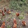 hens point of lay Image 6