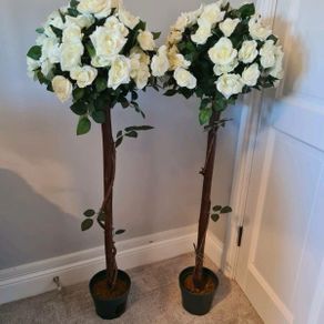 Two Rose Trees for Hire/Rent
