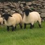 Suffolk Ewe Lambs Image 2