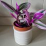 Tradescantia Nanouk. Image 3