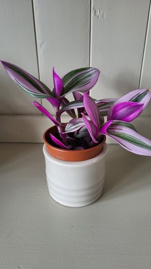 Tradescantia Nanouk.