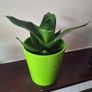 Sansevieria Hahnii Snake Plant in Bright Green Pot Image 5