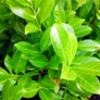 Premium 3 Foot Tall Cherry Laurel Image 5