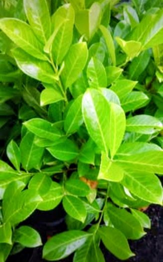 Premium 3 Foot Tall Cherry Laurel