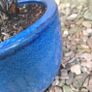Beautiful Large Glazed Ceramic Planter and Mature Garden Shrub Image 3