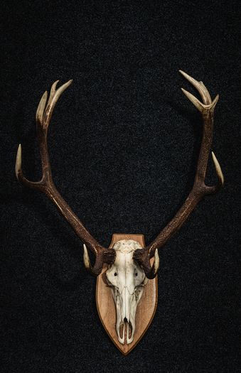 Antlers