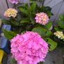 garden plants Image 2