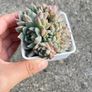 plant Image 3