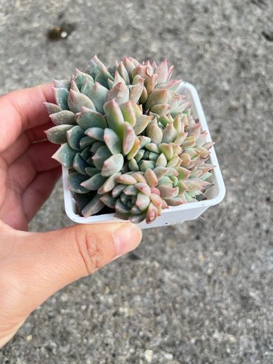 plant