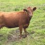 Dexter cow in calf and heifer 15 months old Image 2