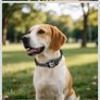 Wireless Dog Fence System with GPS Collar Circular Border Image 6