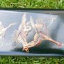 Antique Oriental Lacquered Hand Painted Box  Library Desk Bedroom Romantic Jewelry Box Trinkets 13,5" X 3,5" X 2" Image 10