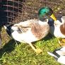 Silver bantam drake's Image 4