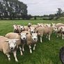 Texel ram lambs Image 6