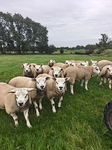 Texel ram lambs