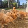 Silkie rooster Image 2