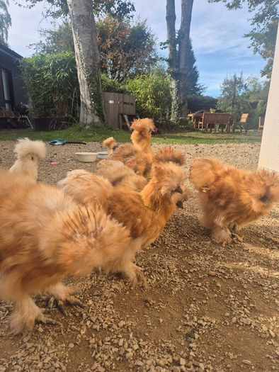 Silkie rooster