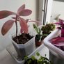 Houseplant Bundle Tradescantia Nanouk, Peperomia & Cacti Image 3