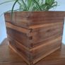 Healthy Spider Plant in Wooden Planter Image 2