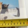 This is a framed photograph titled "Icelandic Horses" featuring Icelandic ponies in a snowy landscape. Image 4