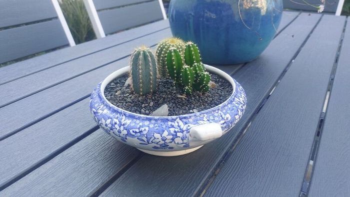 Fabulous Vintage Arklow Pottery Blue and White Tureen with Cacti Garden - A Fabulous Unique and Decorative Item for Display Indoors