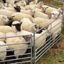 Quality Hoggets Image 4