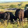Five 5 Star Heifers Image 5