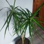 Potted indoor plant Image 3