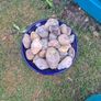 Garden pebbles Image 2