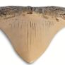 1/1  copy of a prehistoric megladon shark tooth. Image 5