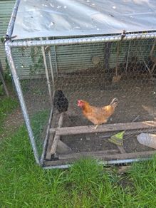 hens