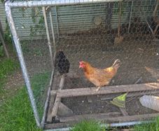 hens