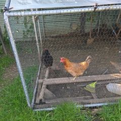 hens