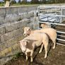 Charlaois rams Image 2