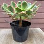 aeonium devil's eye - (rare succulent) Image 5