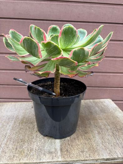 aeonium devil's eye - (rare succulent)