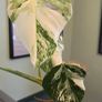 Monstera deliciosa(with a pot) Image 2