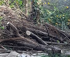 Free - Wood For Fire Or Firepit.  (storm Damaged Tree)